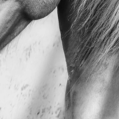 Horse Love By Sisi And Seb Wall Tapestry 1 Horse Love By Sisi And Seb Wall Tapestry